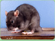 rat control Barrow In Furness