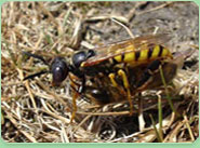 wasp control Barrow In Furness